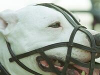 galleries/2010/10/29/dangerous-dogs/dangerous-dogs---pitbull_vjqwar