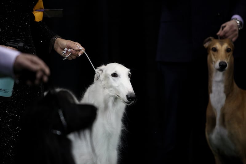 galleries/2013/02/13/westminster-dog-show-2013-banana-joe-swagger-more-photos/gal-westminster-03_ox2ekm