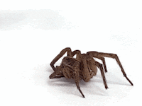 Spider_pujsvv
