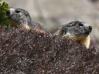 This photograph shows two marmots, herbivorous rodents of the squirrel family, in Artouste near Laruns, south-western France, on May 7, 2026. The Artouste little train is located in the Ossau Valley, in the Pyrenees-Atlantiques department of France. This historic tourist railway offers a mountain excursion at an altitude of over 2,000 meters. It travels 10 kilometers on its narrow-gauge track. It is the highest narrow-gauge railway in Europe. (Photo by Gaizka IROZ / AFP via Getty Images)