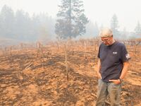 How Fire Has Shaped California’s Wine Industry