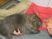 190704-Stepan-wombat-tease_jl5sys