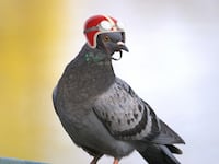 articles/2015/09/06/the-last-racing-pigeon-breeder/150905-eisinger-pigeon-race-tease_jyzozi