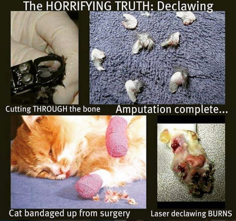 articles/2016/05/02/what-s-good-for-veterinarians-is-bad-for-cats/160501-supernova-cat-declaw-embed-4_xvi2ia