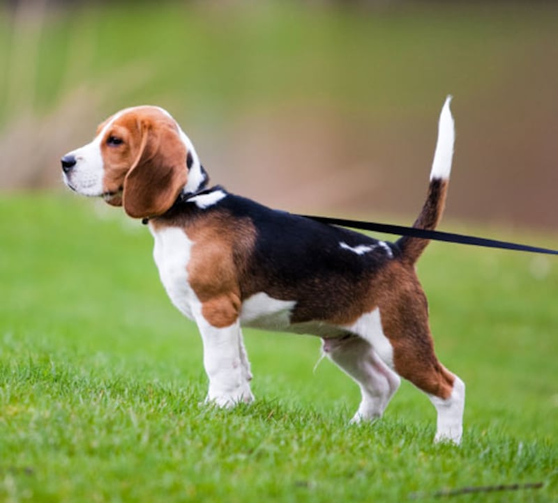 galleries/2010/10/29/dangerous-dogs/dangerous-dogs---beagle_kybyqp