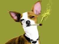 180527-reeder-cbd-dogs-hero_wsip4t