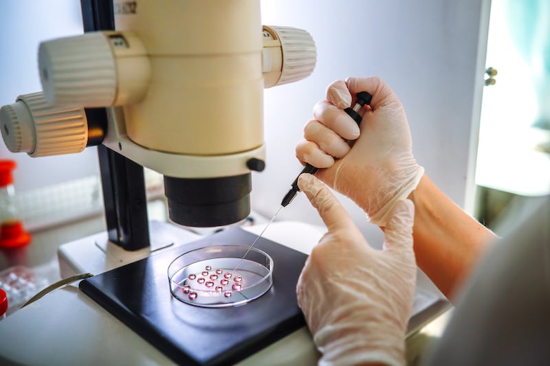 Embryologist performing embryo cleaning under microscope in Petri plate after IVF next day in real laboratory