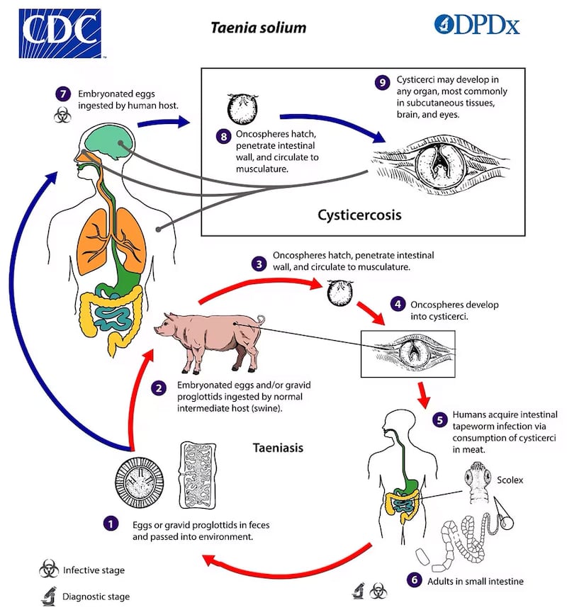 This illustration depicts the life cycle of different species of Taenia spp.