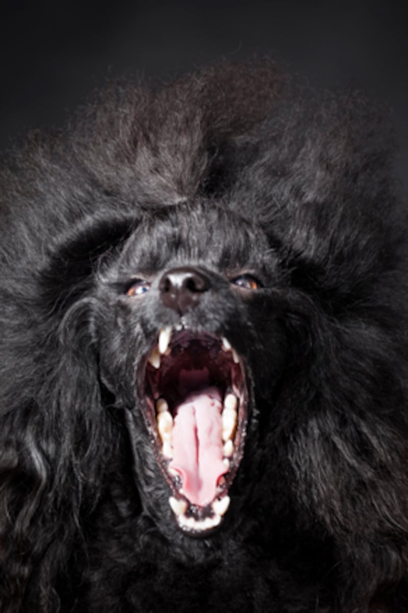 galleries/2010/10/29/dangerous-dogs/dangerous-dogs---poodle_mxfajq