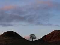 The iconic tree at Sycamore Gap in February 2021.