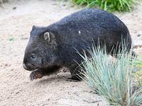Wombats are a protected species in Australia.