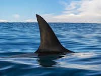 Shark fin