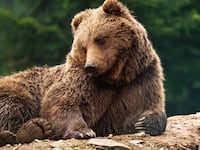 200616-Clift-Trump-Bears-tease_bebnjr