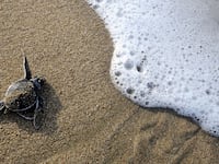 180124-ronson-sea-turtles-hero_wvo7tz