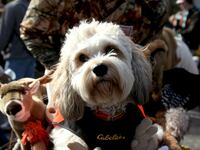 articles/2012/06/02/do-we-owe-our-existence-to-the-dog/mardi-gras-dog-parades-solomon-09_uhrtrz
