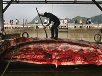articles/2013/02/05/i-ll-have-the-whale-please-japan-s-unsustainable-whale-hunts/130103-japan-whaling-tease_mm1bqc