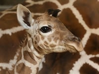 articles/2013/11/01/facebook-profile-pictures-taken-over-by-giraffes-behind-the-invasion/131031-speier-giraffe-tease_mmttt6