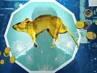 An illustration including photos of a rat, collection of coins, a male silhouette and a backyard pool