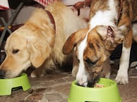 Dogs eating from bowls.