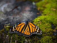 GettyImages-630303998_pied90