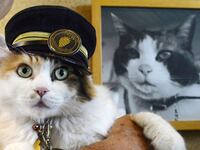 articles/2015/08/25/cat-is-japan-s-new-railway-stationmaster/150825-katz-japan-cat-train-tease_jkhiy9