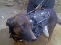 articles/2014/02/11/the-taliban-trolled-the-internet-with-a-dog-video-and-upstaged-an-american-pow/140207-taliban-dog-cheat_x1qba6