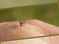 mosquitohero_eiuaeo