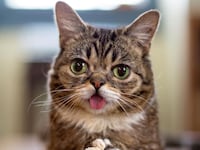 articles/2013/04/19/lil-bub-the-world-s-cutest-cat-stars-in-documentary-lil-bub-friendz-at-tribeca/130417-lil-bub-stern-tease_yd24tf