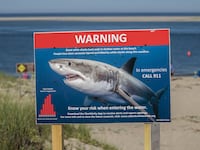 Beachgoers swim near a sign warning of nearby great white sharks.