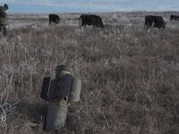 A man shepherds his cows near a rocket case left after a military conflict over Nagorno-Karabakh region, outside Stepanakert, Jan. 6, 2021.