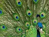 articles/2009/02/24/flannery-feathers-her-nest/gooch-flannery-excerpt_15566_d6zgff