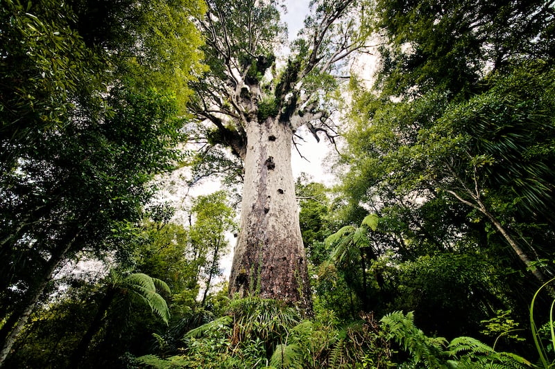 articles/2013/12/24/it-s-a-big-big-world-sights-that-make-you-feel-small/131223-big-world-newzealand_nf5bjn