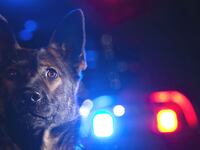 articles/2015/04/07/nj-police-allow-their-dog-to-fatally-maul-a-man/150407-joiner-dog-jersey-tease_gqyxhe