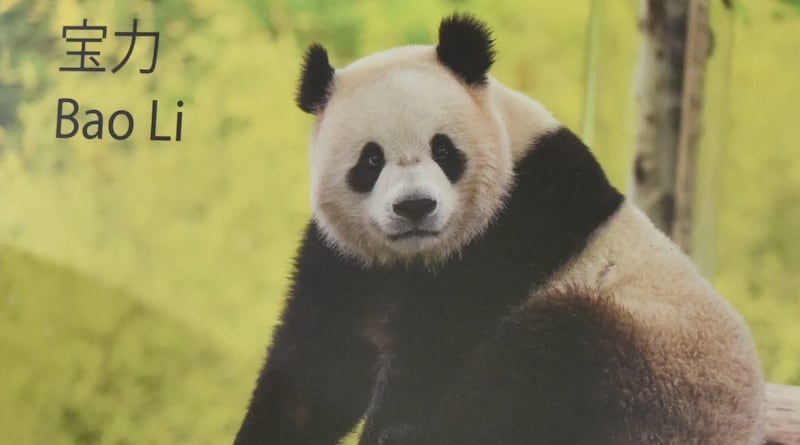Bao Li panda