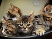 articles/2014/11/30/will-the-swiss-quit-cooking-their-kittens-and-puppies/141130-nadeau-swisscats-tease_qsneki