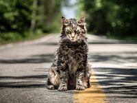 190404-schager-pet-sematary-tease-3_1_n5nrbf