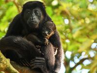 230310-Kirsch-Costa-Rica-Monkeys-embed-01_kiaef2