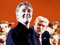 Gavin Newsom, Donald Trump and piglets in Trump wigs.