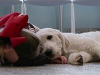 Dogs_S01E01_24m12s34815f_xz8jek