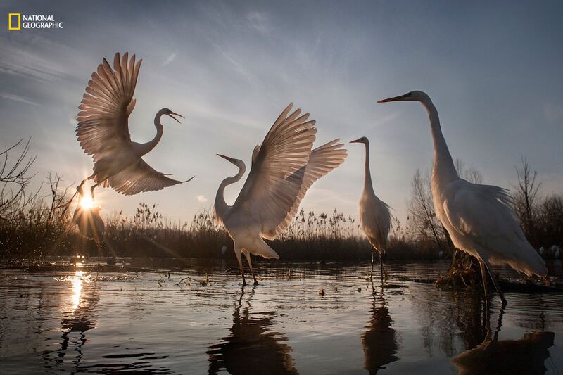 galleries/2016/12/13/national-geographic-nature-photographer-of-the-year-winners/161212-NGNP-19-embed-zsolt-kudich-ngnp-action3_mpr2y2