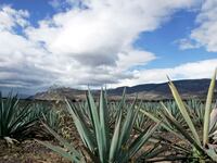 articles/2014/07/24/happy-national-tequila-day-here-s-how-climate-change-is-murdering-your-tequila/140724-tequila-swin-tease_idqunk