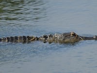 An alligator swims near the third hole during the first round of the Senior PGA Championship 2026 at The Concession Golf Club on April 16, 2026 in Bradenton, Florida.