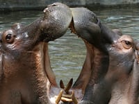 articles/2014/08/10/the-men-who-wanted-to-every-american-to-eat-wholesome-hippo/140808-mooallem-hippo-tease_x0gjo0