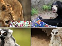galleries/2012/12/20/santa-s-favorite-critters-animals-enjoy-holiday-gifts-photos/xmas-animals-tease_qrkdf7