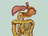 articles/2015/08/08/are-microbes-stealing-your-mind/150801-duncan-gut-alzheimers-tease_w7iopv