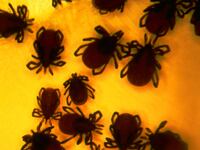articles/2014/04/13/thank-anti-vaxxers-for-lyme-disease/140412-Sepkowitz-Lyme-Vaxx-tease_cfx0oy