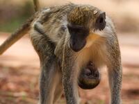Vervet monkeys