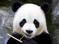 articles/2016/09/07/what-happens-when-animals-get-off-the-endangered-list/160907-slattery-animals-off-endangered-list-tease_jlrsul