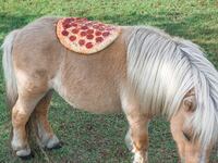 galleries/2014/03/15/pizza-in-the-wild-jonpaul-douglass-photographs-our-favorite-food-in-nature/140314-wild-pizza-tease_co6s6s
