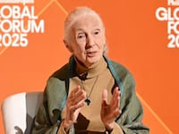 Jane Goodall